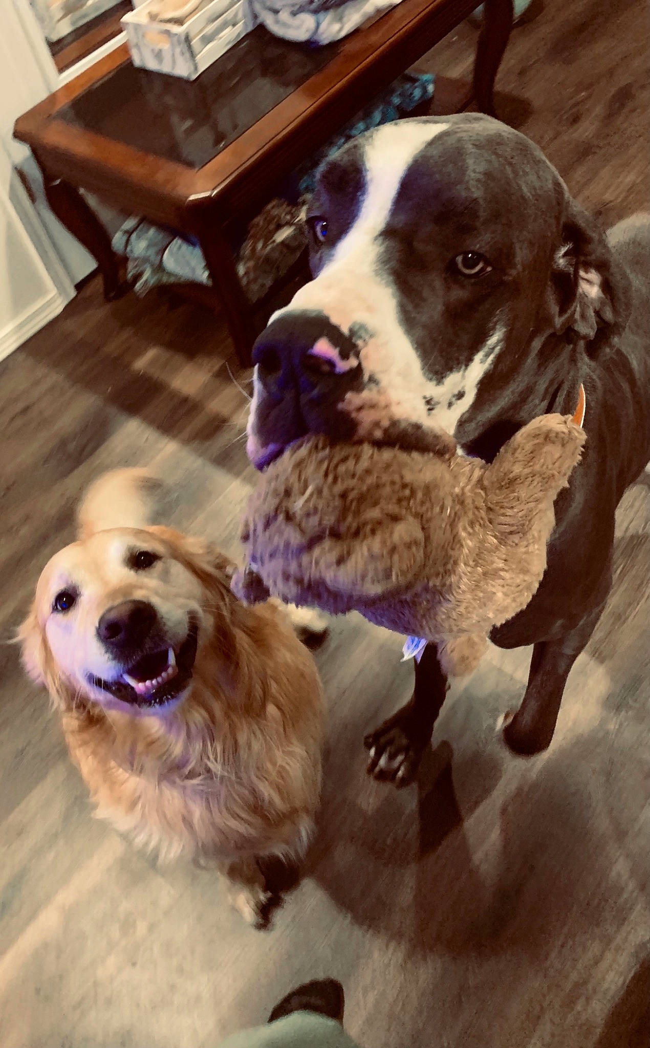 Gunner joined the competition — help win amazing prizes! canidae, carnivore, cocker_spaniel, companion_dog, dog, dog_breed, dog_collar, fawn, flooring, fur, gun_dog, happy, hardwood, liver, smile, snout, spaniel, sporting_group, wood, working_animal