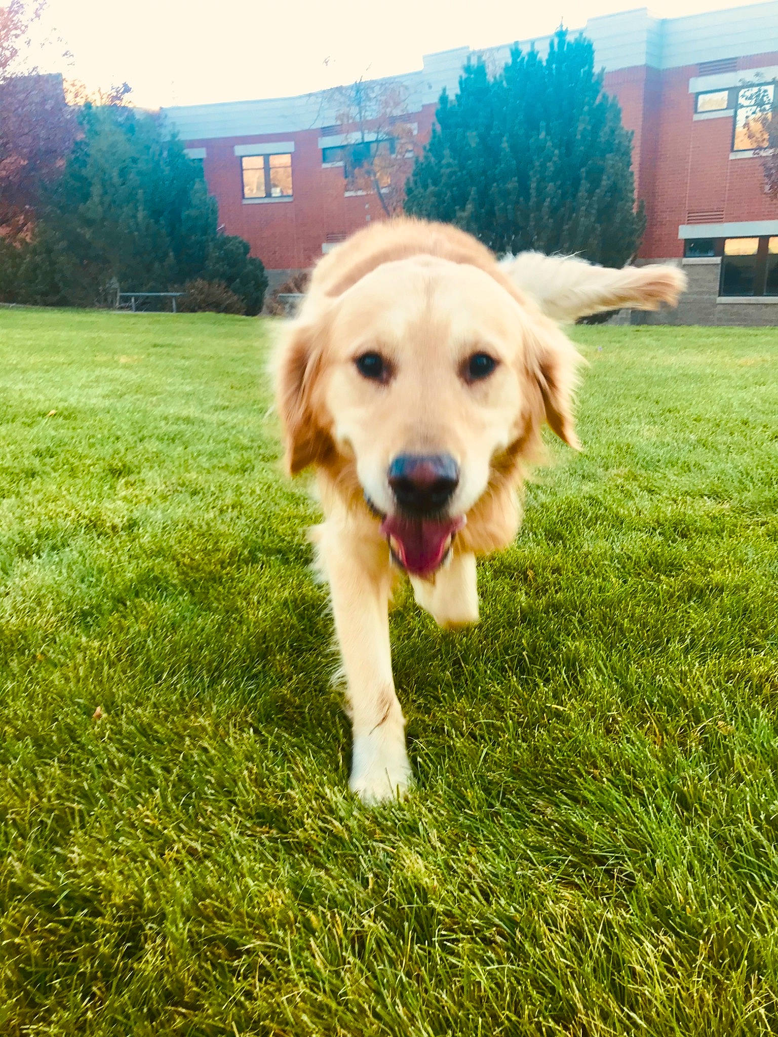 Gunner joined the competition — help win amazing prizes! building, canidae, carnivore, companion_dog, dog, dog_breed, fawn, grass, gun_dog, plant, sky, sporting_group, tail, tree, window, working_dog