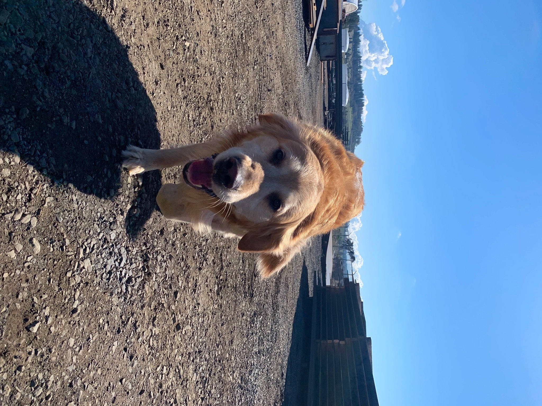Gunner joined the competition — help win amazing prizes! canidae, dog_breed, fun, fur, landscape, plant, reflection, rock, shadow, sky, soil, sporting_group, tree, water, wildlife, winter, wood, working_animal