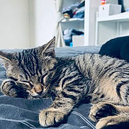 Tya participe au concours pour gagner de l'argent avec cette photo : kitten, cat, sleeping, bed, blanket, striped, fur, paw, indoor, cozy, resting, cute, animal, pet, feline, soft, peaceful, relaxing, closeup, young