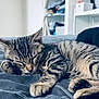 kitten, cat, sleeping, bed, blanket, striped, fur, paw, indoor, cozy, resting, cute, animal, pet, feline, soft, peaceful, relaxing, closeup, young
