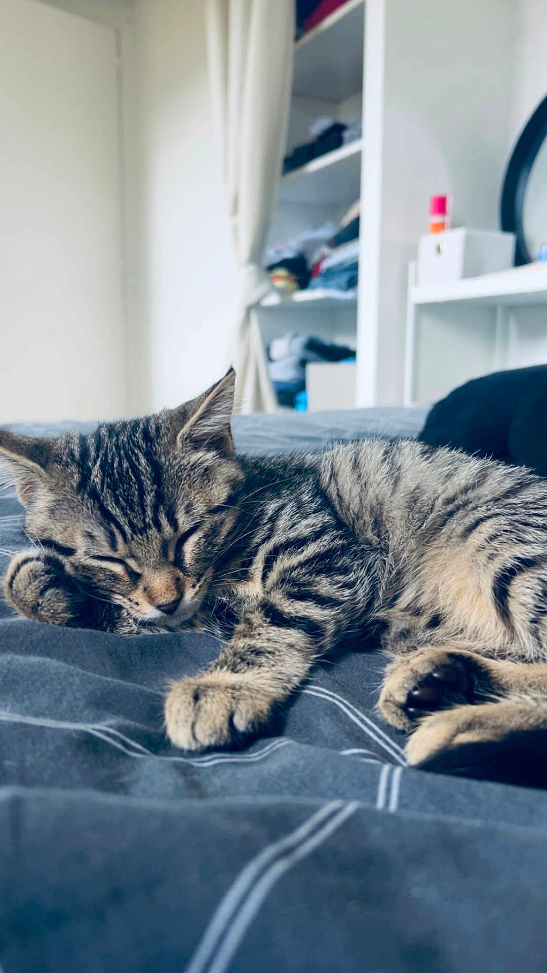 Tya participe au concours pour gagner de l'argent avec cette photo : kitten, cat, sleeping, bed, blanket, striped, fur, paw, indoor, cozy, resting, cute, animal, pet, feline, soft, peaceful, relaxing, closeup, young