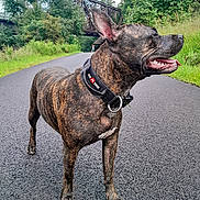 Fairh is registered to the contest to win money with this photo: animal, bridge, brindle, canine, collar, dog, ears_up, grass, greenery, happy, nature, outdoor, pavement, pet, road, summer, sunny, tongue_out, trees, walking