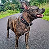 animal, bridge, brindle, canine, collar, dog, ears_up, grass, greenery, happy, nature, outdoor, pavement, pet, road, summer, sunny, tongue_out, trees, walking