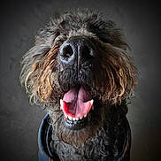 Taavi joined the competition — help win amazing prizes! dog, close_up, curly_fur, happy, smiling, tongue_out, pet, animal, canine, portrait, dark_background, cute, furry, muzzle, open_mouth, teeth, friendly, domestic_animal, looking_up, indoor