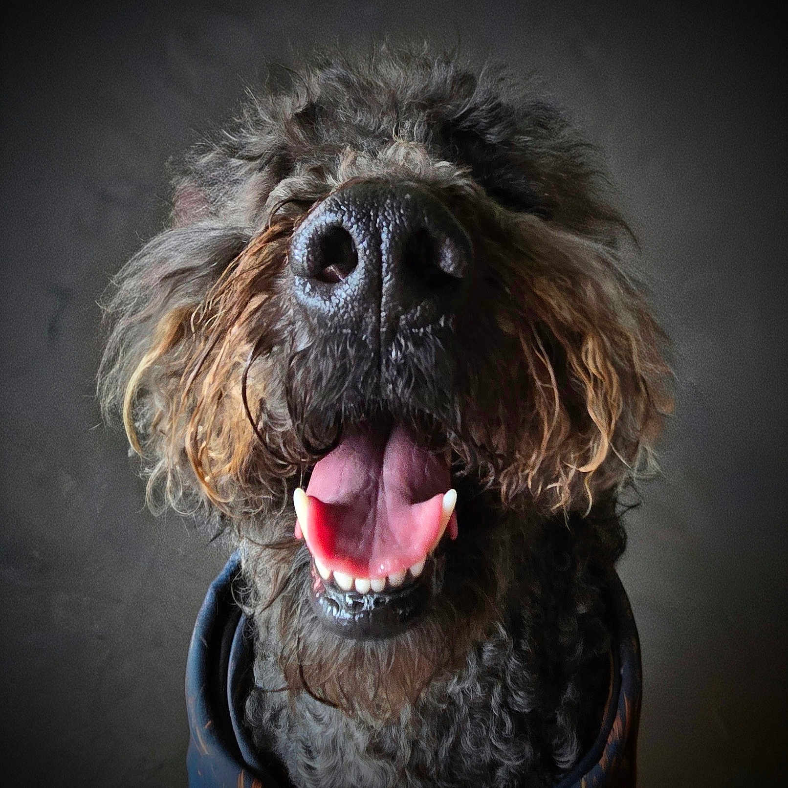 Taavi joined the competition — help win amazing prizes! dog, close_up, curly_fur, happy, smiling, tongue_out, pet, animal, canine, portrait, dark_background, cute, furry, muzzle, open_mouth, teeth, friendly, domestic_animal, looking_up, indoor