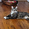 cat, tabby, indoor, floor, wooden_floor, basket, toys, pet, animal, feline, striped, relaxed, home, domestic, laying_down, whiskers, ears, eyes, paws, fur