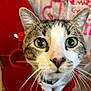 Pablito joined the competition — help win amazing prizes! cat, tabby, close_up, yellow_eyes, whiskers, red_chair, indoor, curious, pet, feline, domestic_cat, sitting, face, nose, ears, background, newspaper, graffiti, heart, collar