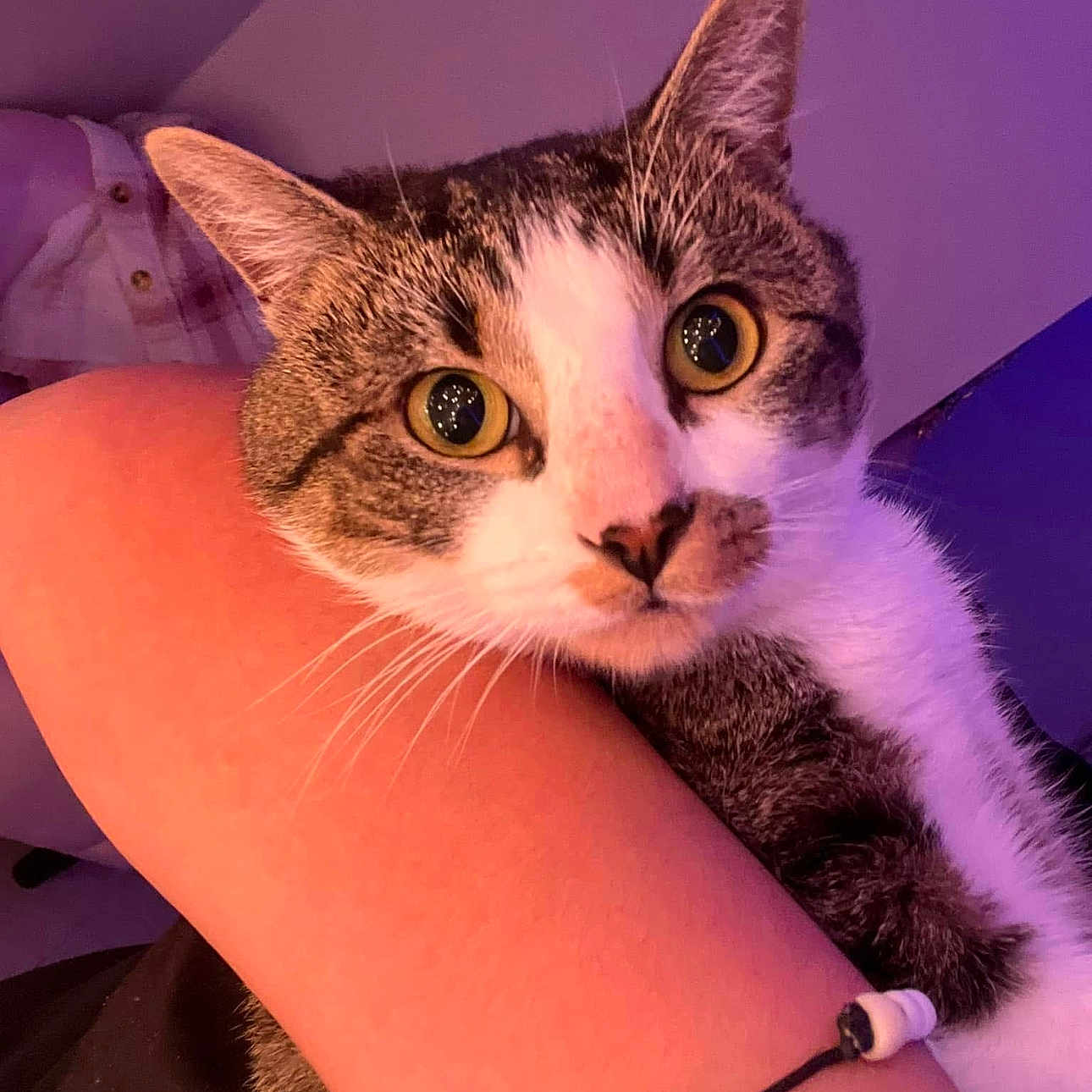 Pablito is registered to the contest to win money with this photo: arm, bracelet, cat, close_up, companion, cozy, curious, domestic_animal, face, feline, fur, holding, indoor, person, pet, pink_lighting, portrait, tabby, whiskers, yellow_eyes