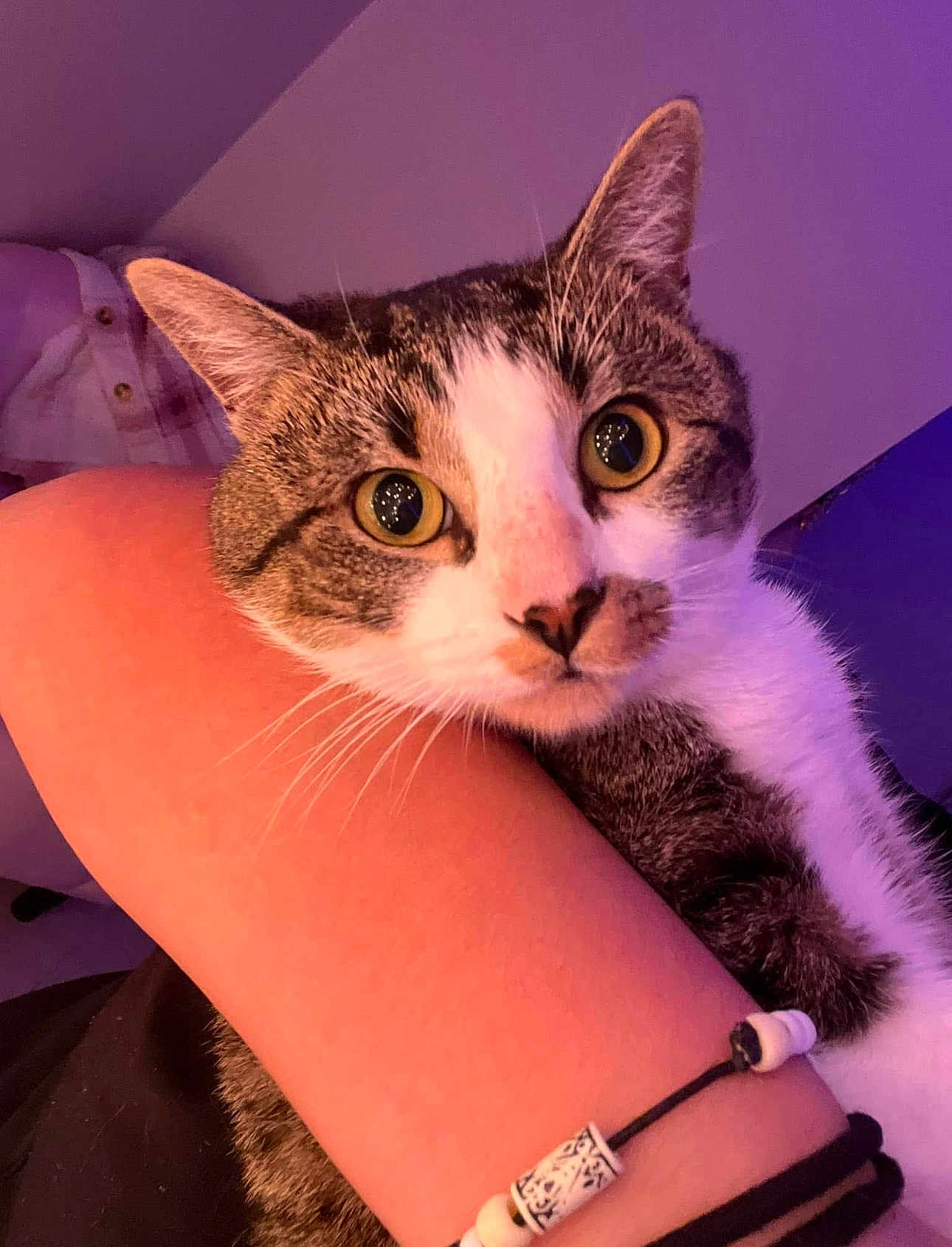 Pablito is registered to the contest to win money with this photo: cat, tabby, yellow_eyes, person, arm, bracelet, indoor, close_up, pet, feline, whiskers, fur, domestic_animal, companion, holding, curious, face, portrait, pink_lighting, cozy