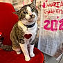 Pablito is registered to the contest to win money with this photo: cat, tabby_cat, heart_tag, collar, red_chair, indoor, pet, feline, curious, sitting, whiskers, green_eyes, fur, domestic_animal, portrait, cute, animal, furniture, background_text, cozy