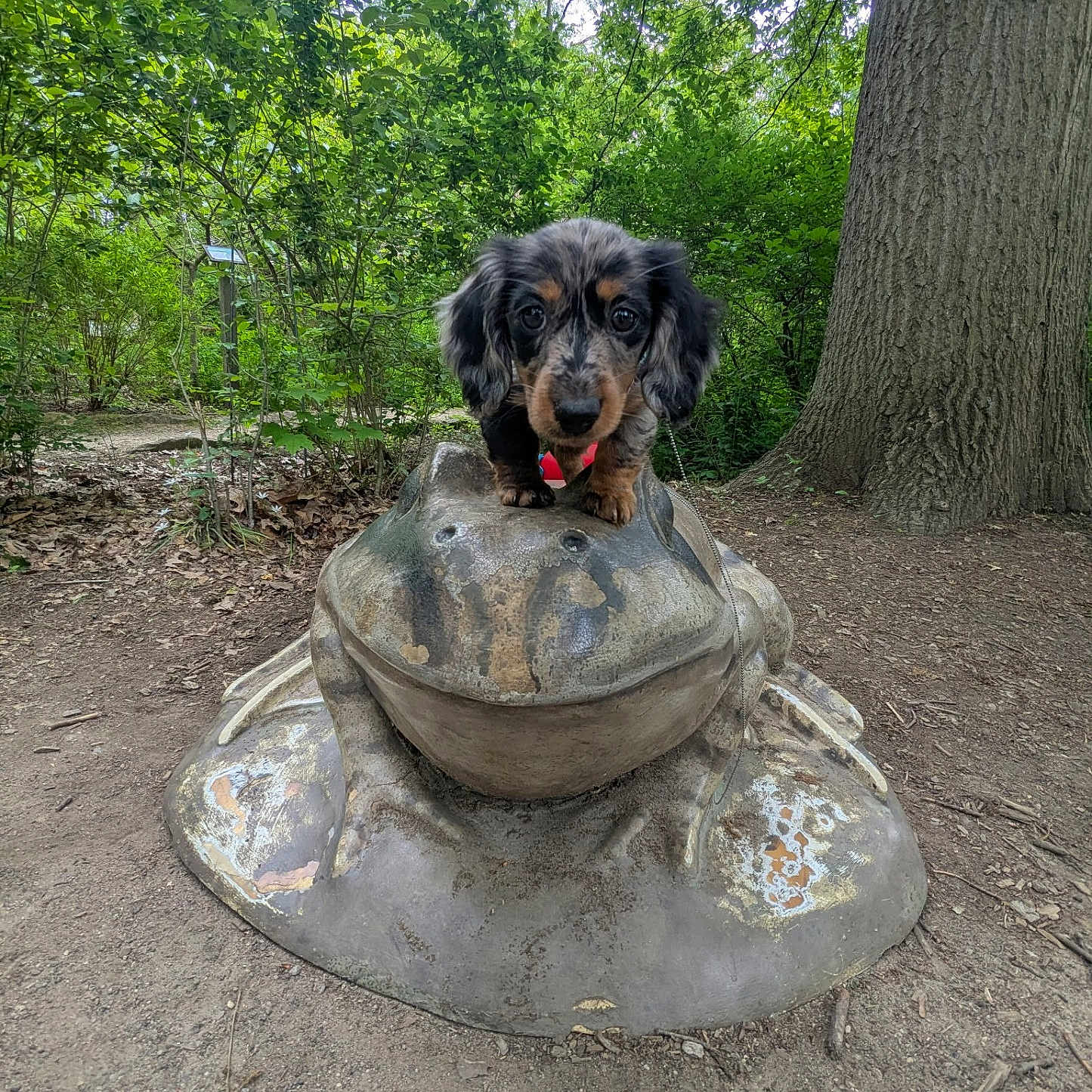 Pepper joined the competition — help win amazing prizes! animal, bark, cute, dachshund, dirt, dog, forest, frog, greenery, ground, leaf, nature, outdoor, pet, playful, puppy, sculpture, small, statue, tree