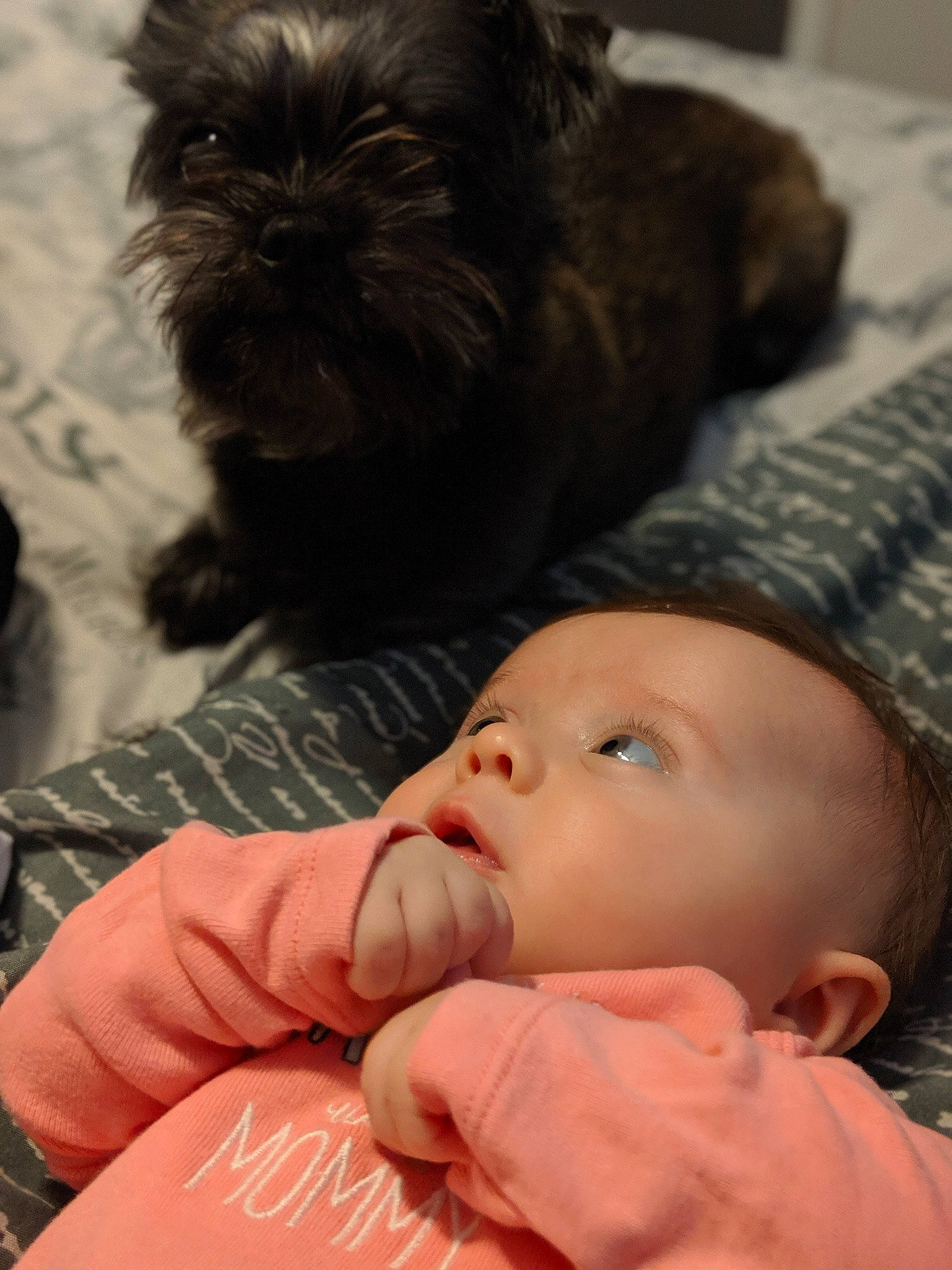 PaisLee is registered to the contest to win money with this photo: baby, canidae, child, companion_dog, dog, dog_breed, eye, mouth, person, puppy, puppy_love, shih_tzu, skin, sporting_group, toddler