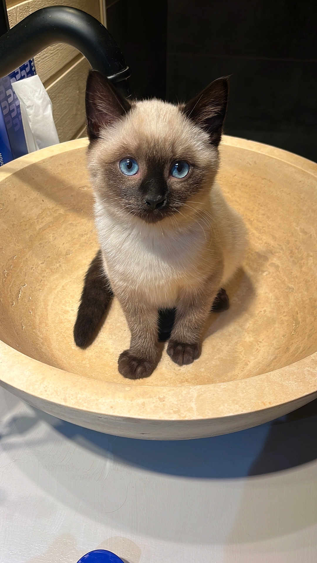 Oscar a rejoint le concours — aidez-le/la à gagner de superbes lots ! kitten, cat, siamese, blue_eyes, sink, indoor, pet, animal, cute, fur, whiskers, curious, sitting, portrait, mammal, young, domestic, feline, closeup, soft_light