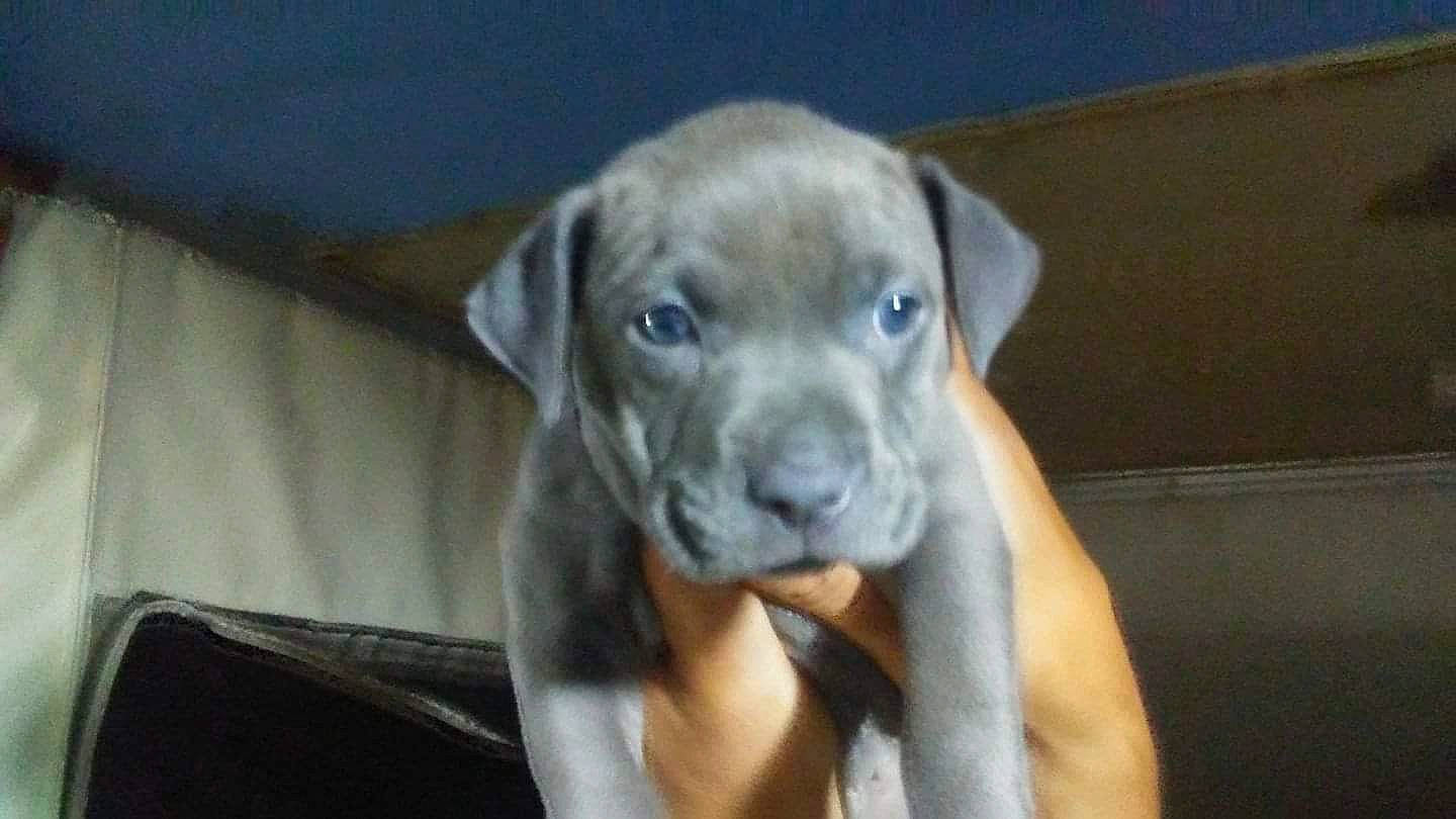 Meisha is registered to the contest to win money with this photo: american_pit_bull_terrier, bandog, beagador, boerboel, boxer, cane_corso, canidae, carnivore, dog, dog_breed, fawn, great_dane, mammal, molosser, non_sporting_group, puppy, rare_breed_dog, snout, sporting_group, vertebrate