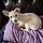 Princess Poochie