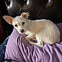 dog, white_dog, small_dog, pillow, purple_pillow, bed, headboard, leather_headboard, indoor, pet, animal, fur, ears, resting, curled_up, looking_at_camera, cozy, comfortable, close_up, portrait