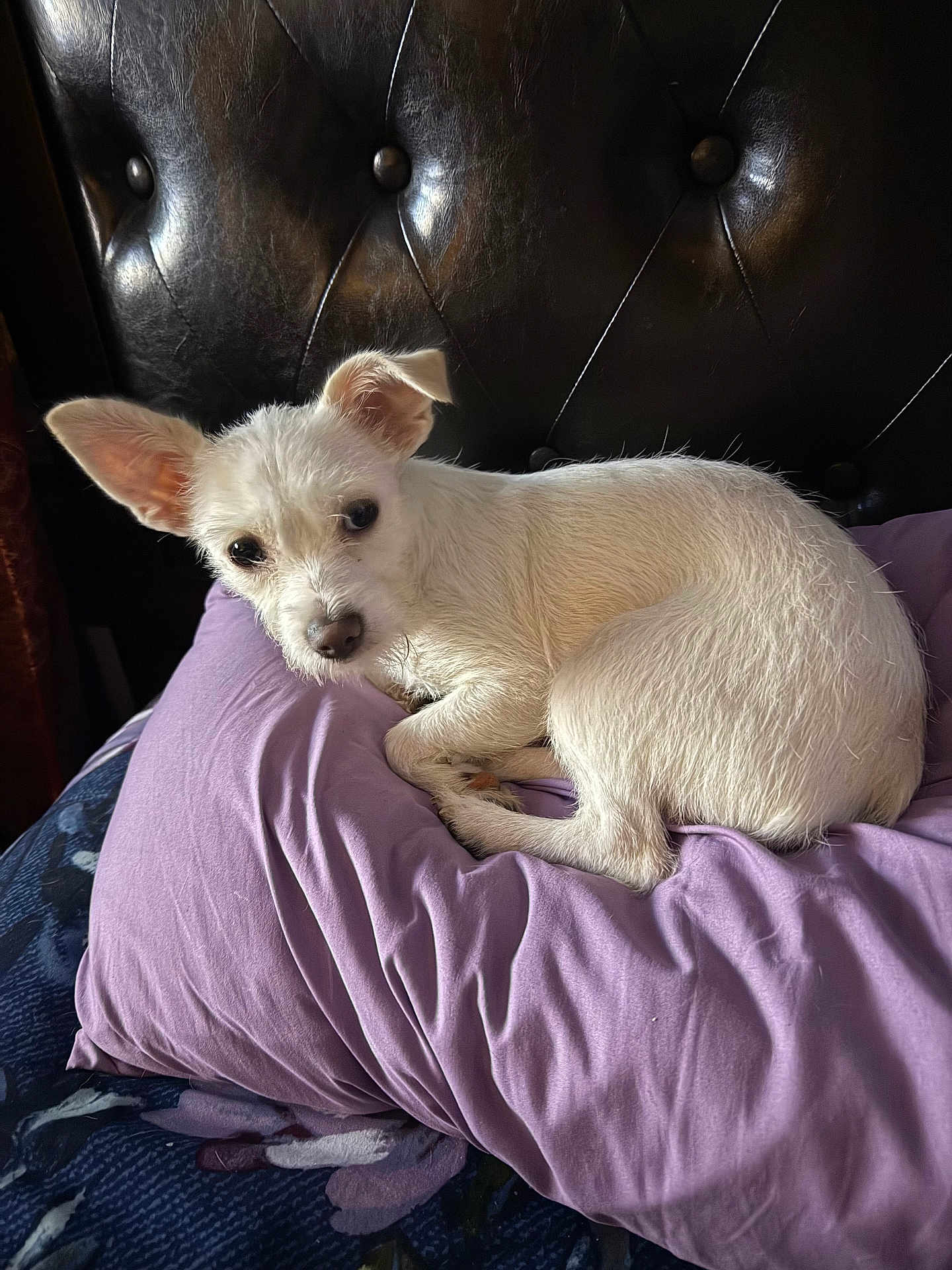 Princess Poochie