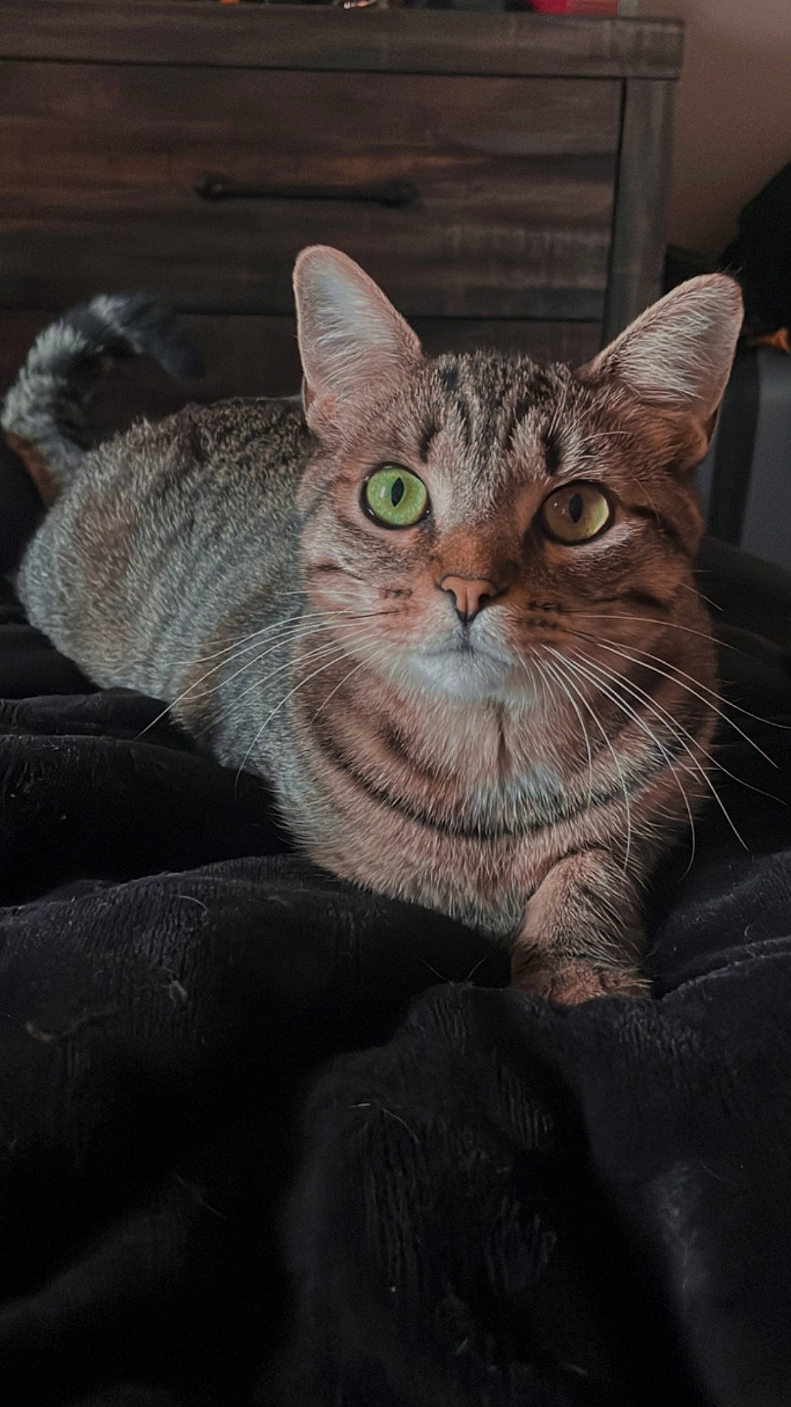 Bullet is registered to the contest to win money with this photo: carnivore, cat, domestic_short_haired_cat, door, fawn, felidae, fur, small_to_medium_sized_cats, tail, terrestrial_animal, whiskers, window