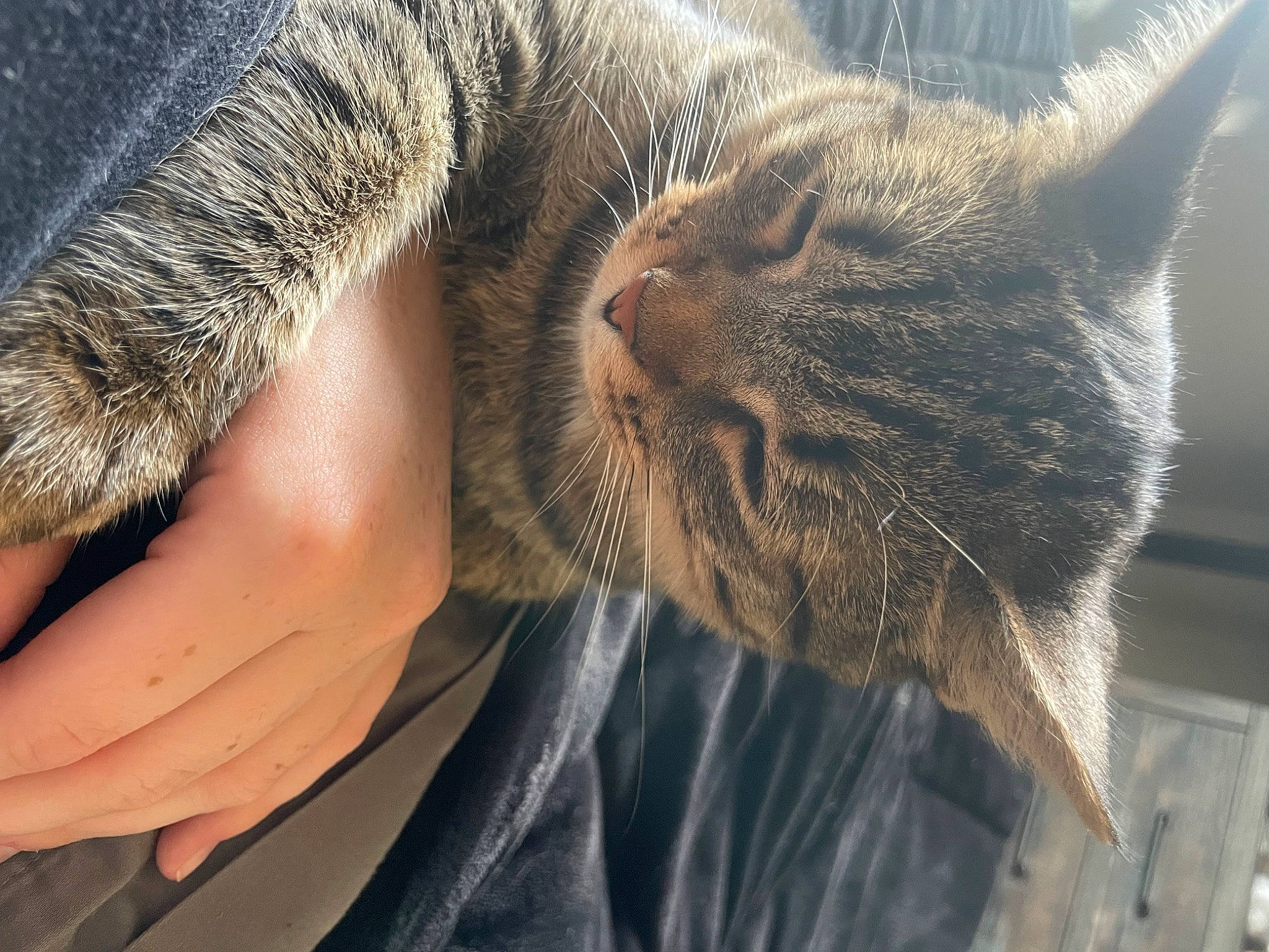 Bullet joined the competition — help win amazing prizes! carnivore, cat, claw, close_up, comfort, domestic_short_haired_cat, ear, eyelash, facial_hair, felidae, fur, gesture, nap, nose, paw, sleep, small_to_medium_sized_cats, terrestrial_animal, whiskers