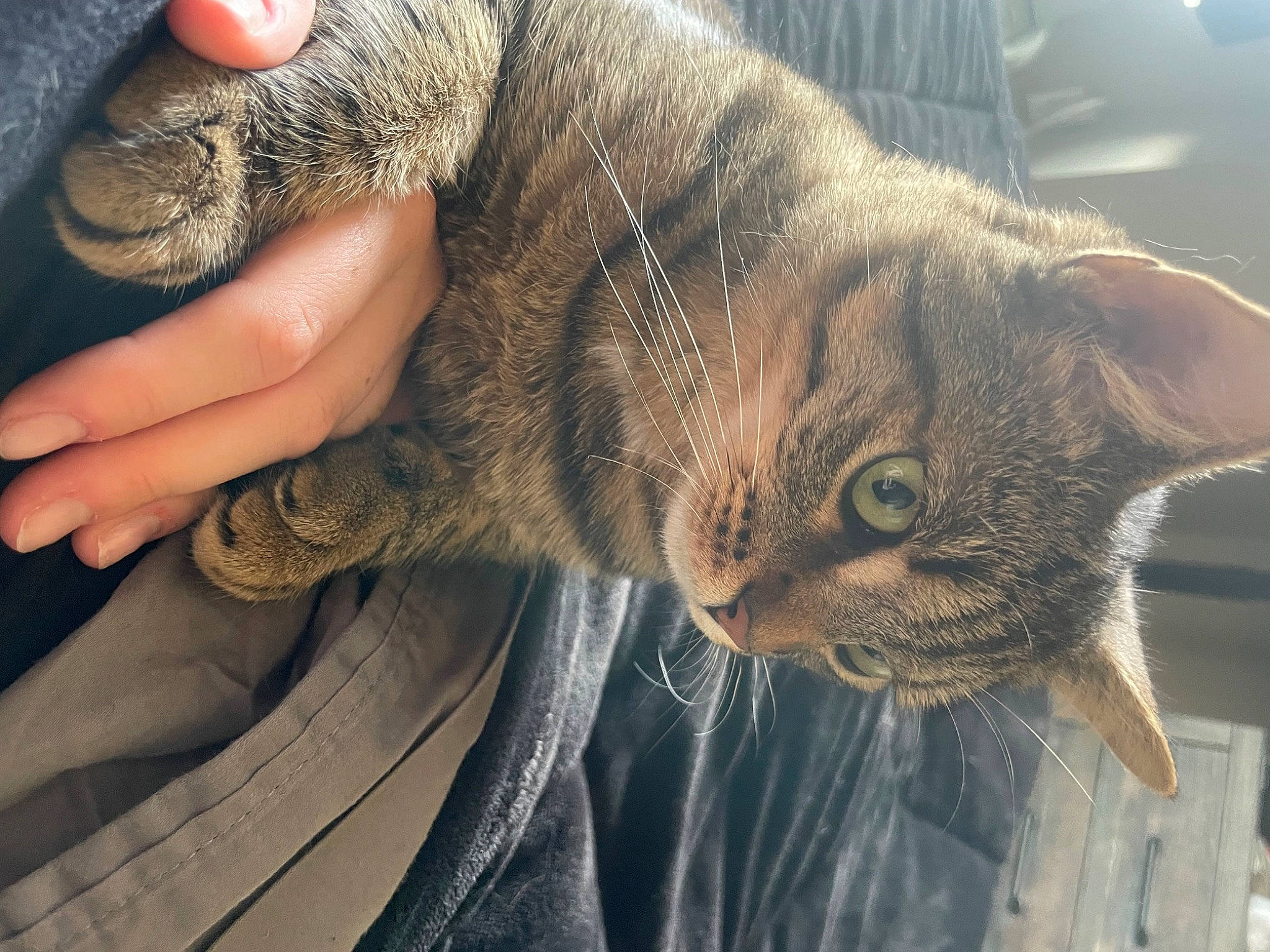 Bullet is registered to the contest to win money with this photo: carnivore, cat, claw, comfort, domestic_short_haired_cat, ear, eye, felidae, fur, gesture, mammal, nail, paw, small_to_medium_sized_cats, snout, tail, thumb, whiskers, window