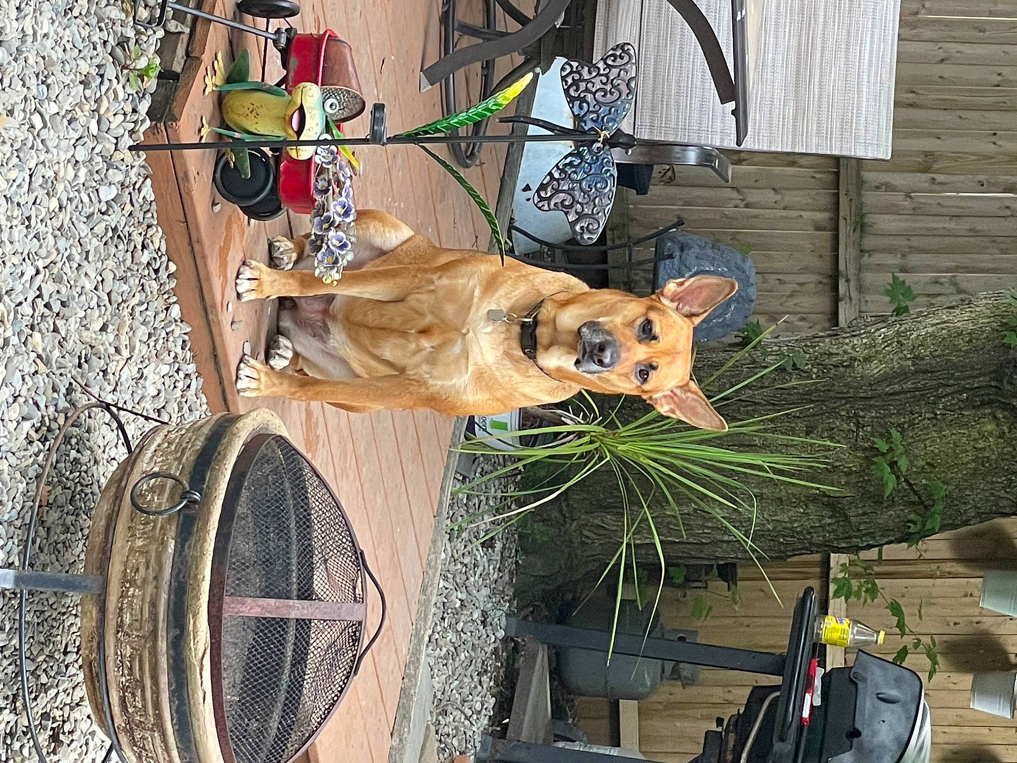 Salem joined the competition — help win amazing prizes! art, big_cats, canidae, carnivore, facade, fawn, felidae, flowerpot, house, houseplant, plant, sculpture, statue, tire, tree, twig, vehicle, wheel, wood