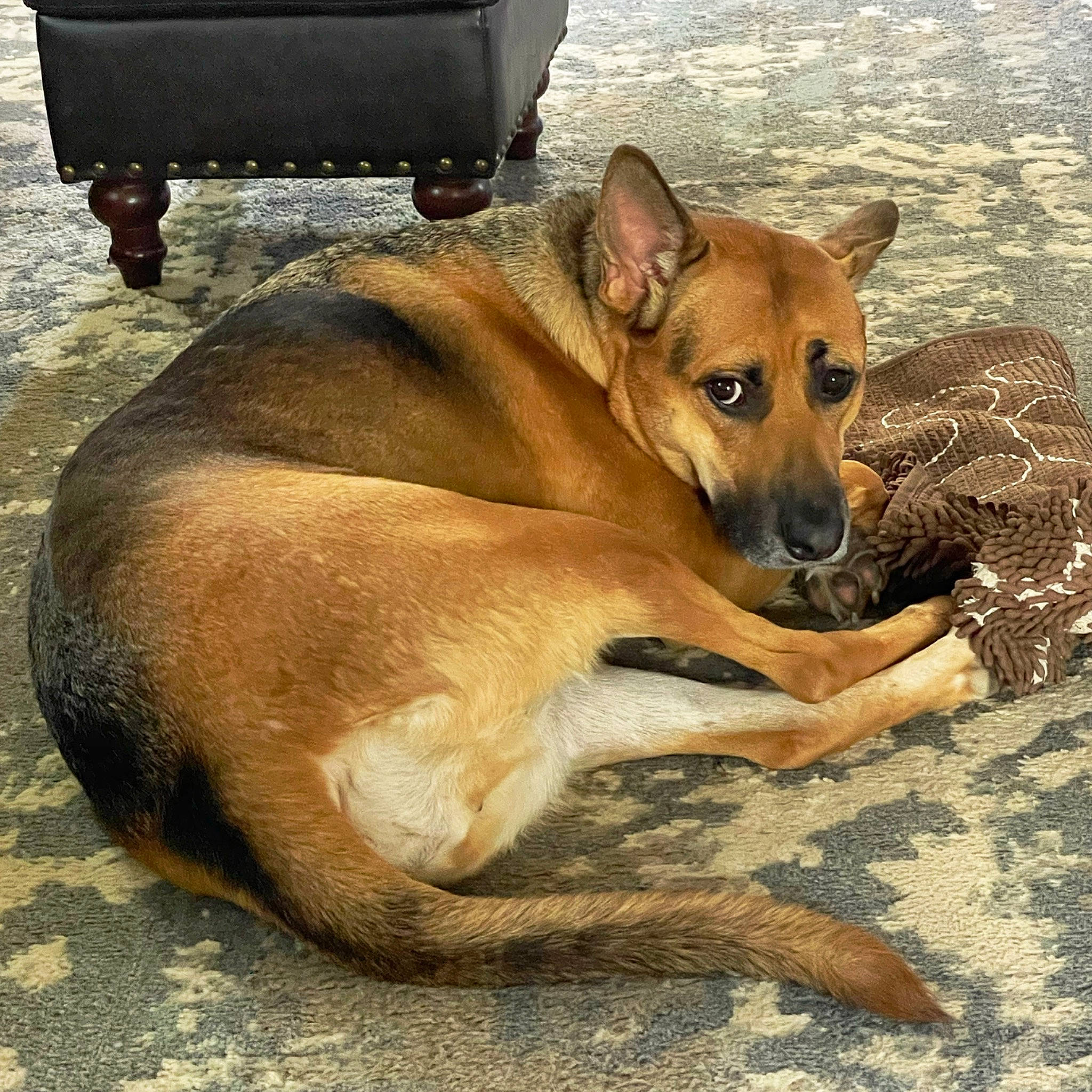 Salem joined the competition — help win amazing prizes! automotive_tire, bench, canidae, carnivore, companion_dog, couch, dog, dog_breed, dog_supply, fawn, outdoor_bench, paw, snout, sporting_group, terrestrial_animal, tire, wheel, whiskers, wildlife, working_animal