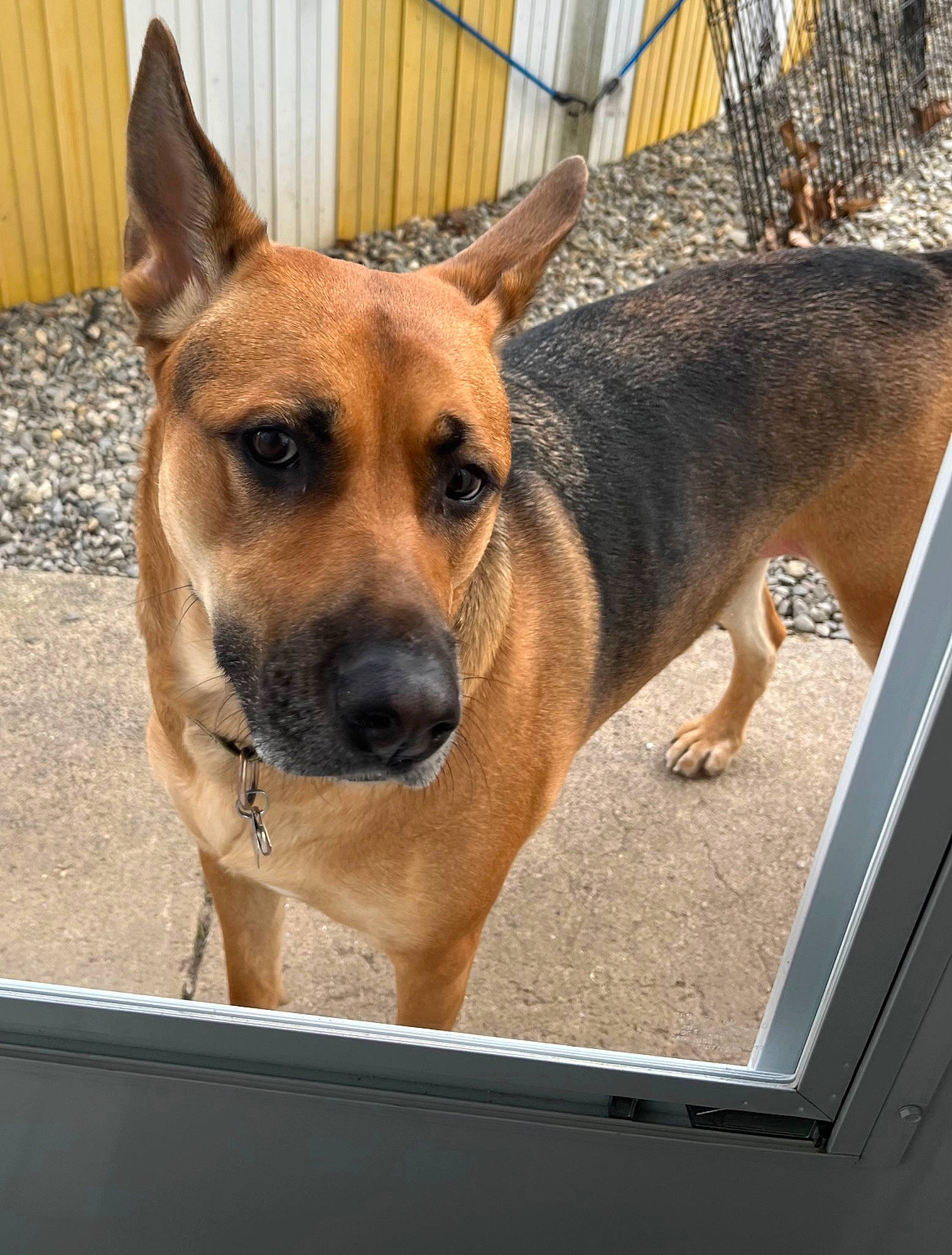 Salem joined the competition — help win amazing prizes! canidae, carnivore, companion_dog, dog, dog_breed, fawn, fence, fur, german_shepherd_dog, guard_dog, herding_dog, rectangle, snout, sporting_group, street_dog, whiskers, window, wood, working_animal, working_dog