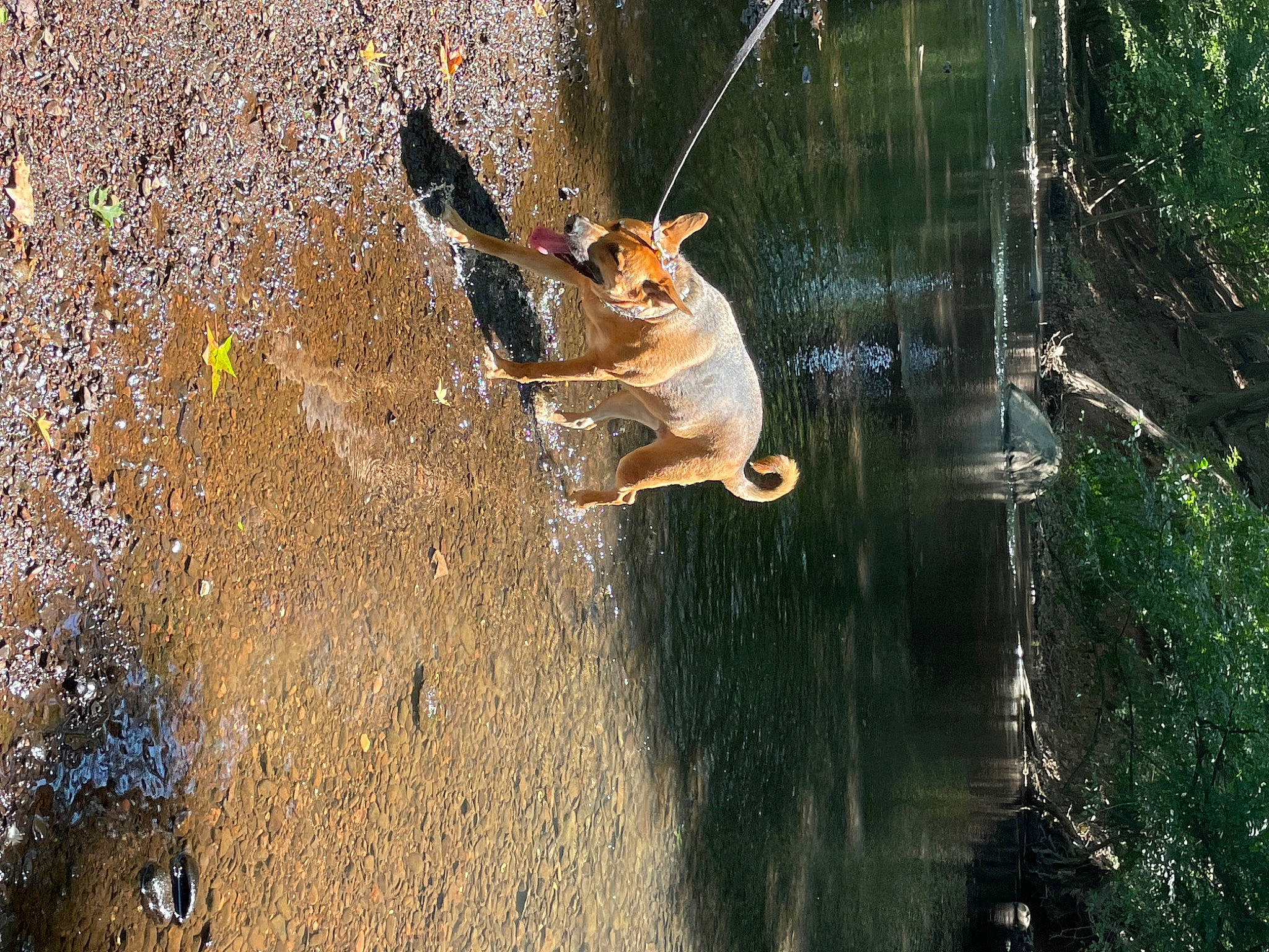 Salem joined the competition — help win amazing prizes! asphalt, canidae, carnivore, dog, dog_breed, fawn, grass, organism, plant, reflection, shadow, soil, sporting_group, sunlight, tail, tree, trunk, water, wildlife, wood