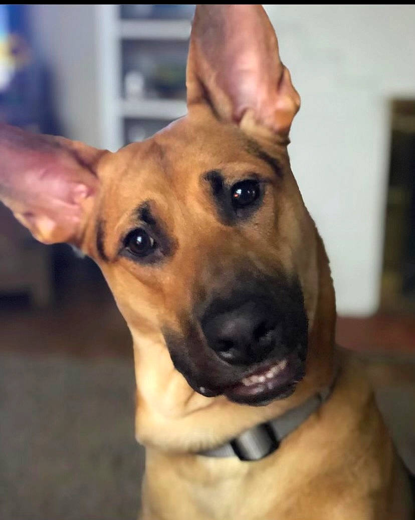 Salem joined the competition — help win amazing prizes! canidae, carnivore, collar, companion_dog, dog, dog_breed, dog_collar, dog_supply, ear, fawn, fur, guard_dog, paw, pet_supply, snout, sporting_group, toy_dog, whiskers, working_animal, working_dog