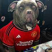 Stitch joined the competition — help win amazing prizes! dog, pet, red_jersey, manchester_united, sportswear, table, dinosaur_design, stickers, skull_stickers, indoor, portrait, seated, looking_at_camera, animal, canine, fur, ears, face, snout, paw