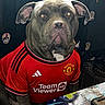 dog, pet, red_jersey, manchester_united, sportswear, table, dinosaur_design, stickers, skull_stickers, indoor, portrait, seated, looking_at_camera, animal, canine, fur, ears, face, snout, paw