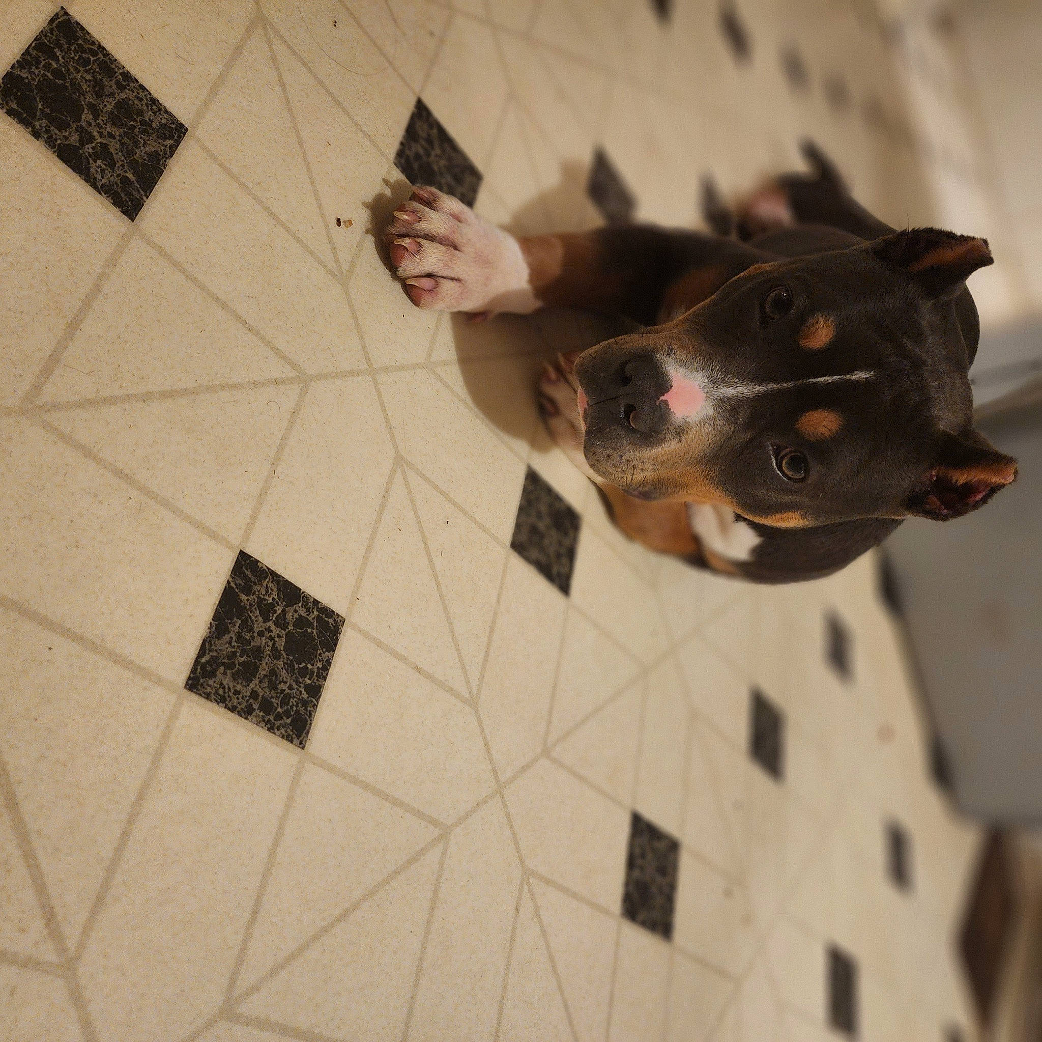 Hoss is registered to the contest to win money with this photo: carnivore, companion_dog, dog, dog_breed, fawn, felidae, floor, flooring, foot, fur, gesture, hardwood, human_leg, indoor_games_and_sports, pattern, recreation, small_to_medium_sized_cats, tints_and_shades, whiskers, wood