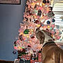 Moose is registered to the contest to win money with this photo: dog, christmas_tree, ornaments, lights, presents, gift_bags, indoor, decorations, holiday, festive, white_tree, brown_dog, collar, window, curtains, floor, wall, framed_picture, sniffing, holiday_season