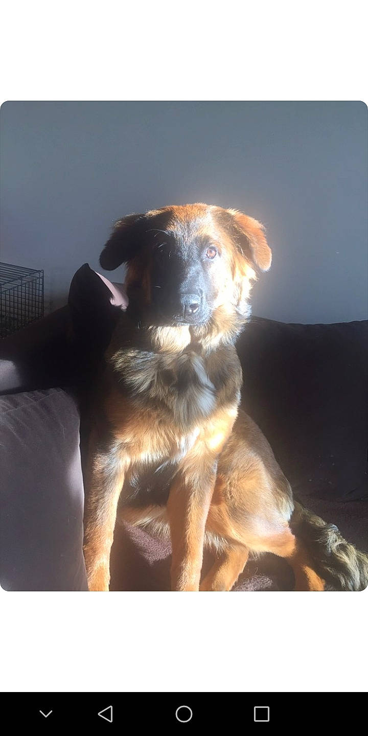 Pouky a rejoint le concours — aidez-le/la à gagner de superbes lots ! australian_shepherd, border_terrier, canidae, carnivore, companion_dog, dog, dog_breed, german_shepherd_dog, hovawart, mammal, sporting_group, working_dog