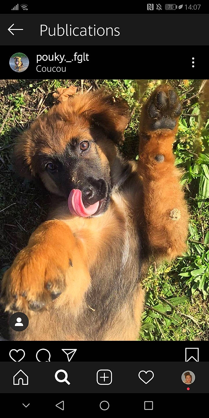 Pouky participe au concours pour gagner de l'argent avec cette photo : canidae, carnivore, caucasian_shepherd_dog, dog, dog_breed, fawn, german_shepherd_dog, laekenois, leonberger, mammal, photo_caption, photography, snout, vertebrate, working_dog