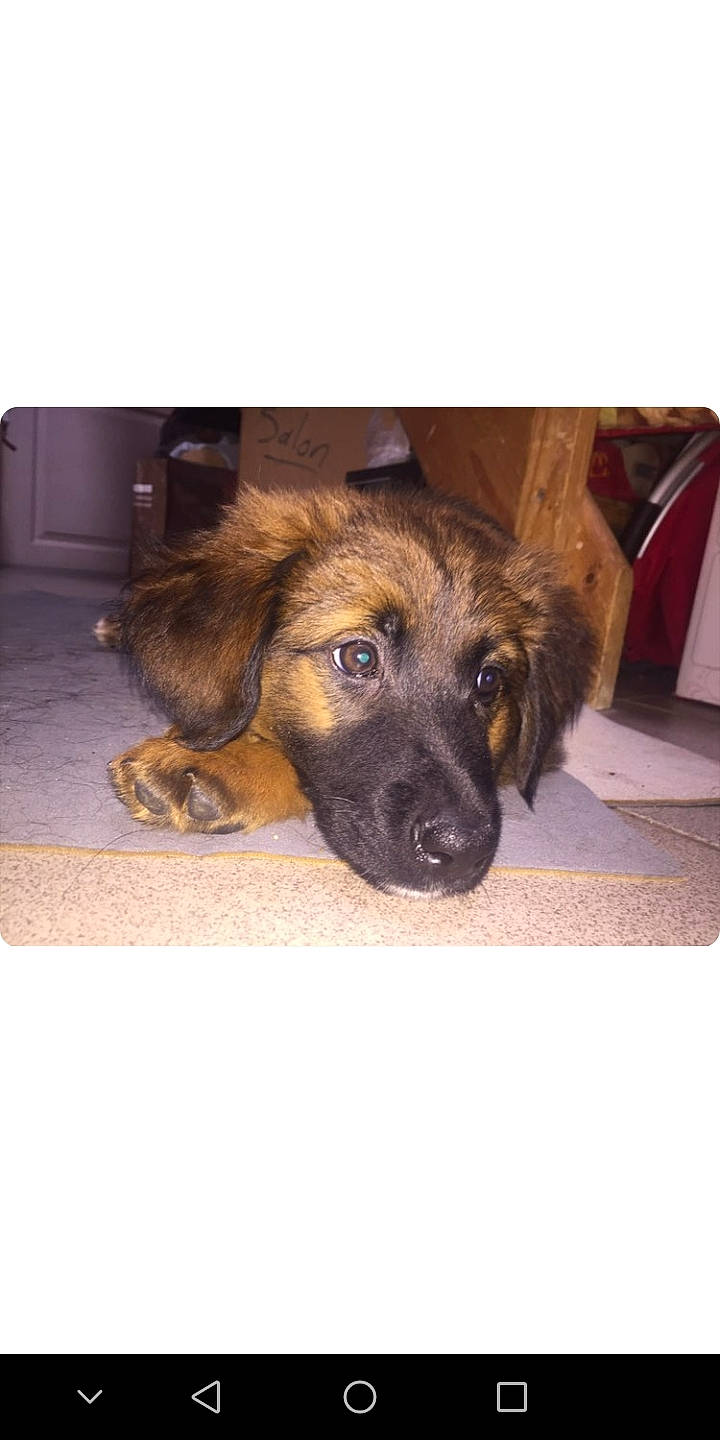 Pouky a rejoint le concours — aidez-le/la à gagner de superbes lots ! canidae, carnivore, dog, dog_breed, estrela_mountain_dog, fawn, fur, leonberger, mammal, puppy, snout, sporting_group, vertebrate, working_dog