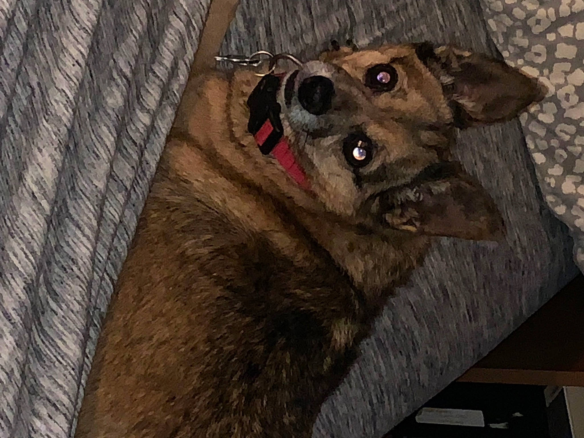 Scubydoo is registered to the contest to win money with this photo: animal_shelter, canidae, carnivore, collar, companion_dog, dog, dog_breed, dog_supply, east_european_shepherd, fawn, fur, grey, kennel, liver, old_german_shepherd_dog, snout, sporting_group, whiskers, wood, working_animal