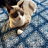 animal, bedspread, black_cat, blue, cat, cats, curious, darker_background, domestic_animal, dorm_room, feline, fur, furniture, indoor, pattern, pet, relaxed, resting, siamese_cat, white