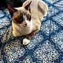 cat, siamese_cat, black_cat, two_cats, bed, bedspread, pattern, paws, fur, blue_bedding, indoor, pet, resting, lying_down, close_up, furniture, dresser, cozy, portrait, whiskers