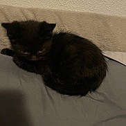 Remi is registered to the contest to win money with this photo: kitten, black_fur, sleeping, curled_up, pet, animal, feline, indoor, bed, blanket, soft_texture, cute, small, resting, cozy, furry, young, domestic, quiet, shadow