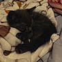 Remi is registered to the contest to win money with this photo: kitten, black_cat, sleeping, blanket, cozy, bed, fur, animal, pet, cute, resting, indoor, soft, warm, comfort, small, curled_up, feline, sleep, nap