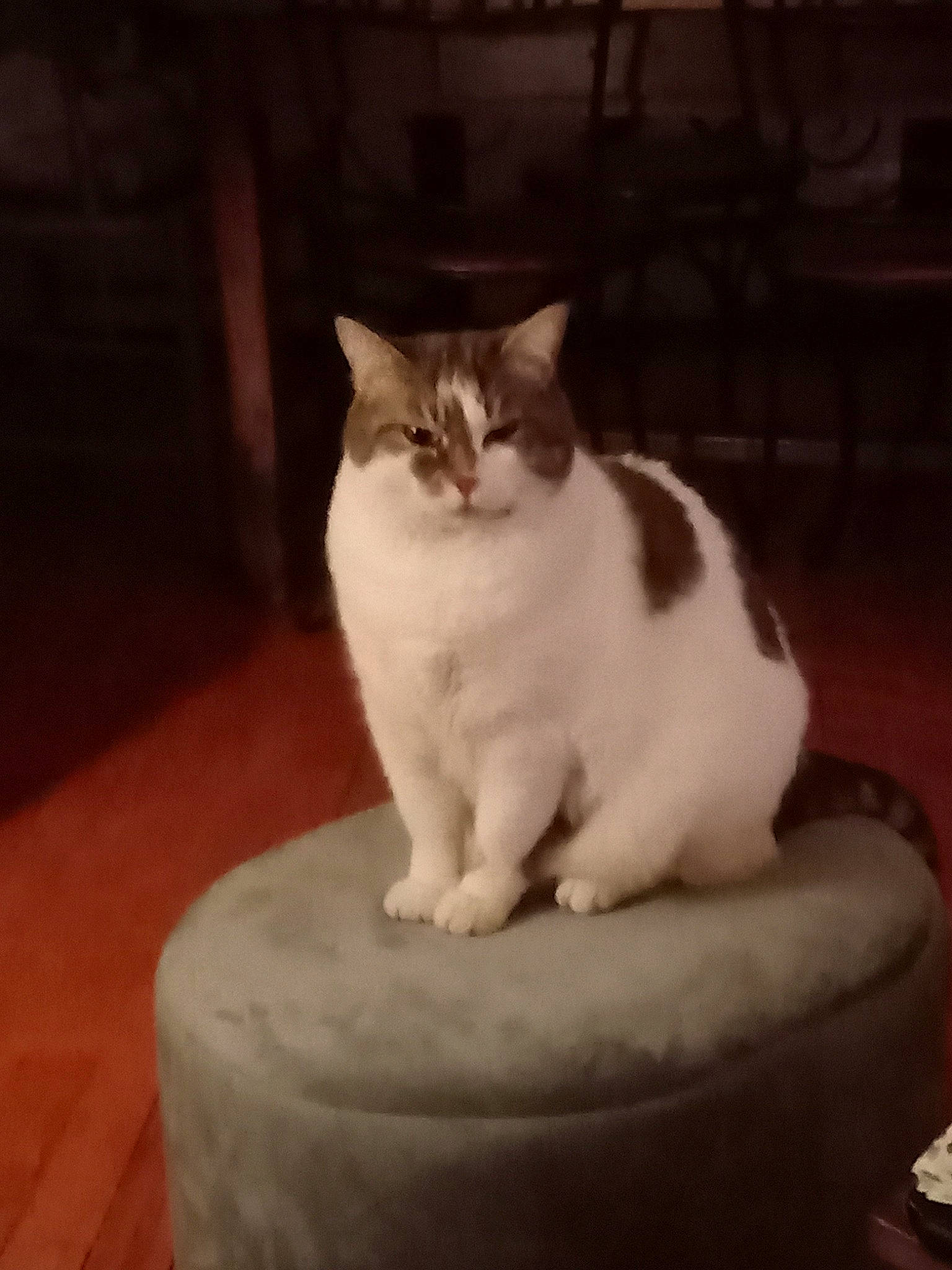 Caline participe au concours pour gagner de l'argent avec cette photo : carnivore, cat, cat_furniture, cat_supply, comfort, darkness, domestic_short_haired_cat, felidae, foot, fur, hardwood, paw, pet_supply, sitting, small_to_medium_sized_cats, tail, whiskers, wood