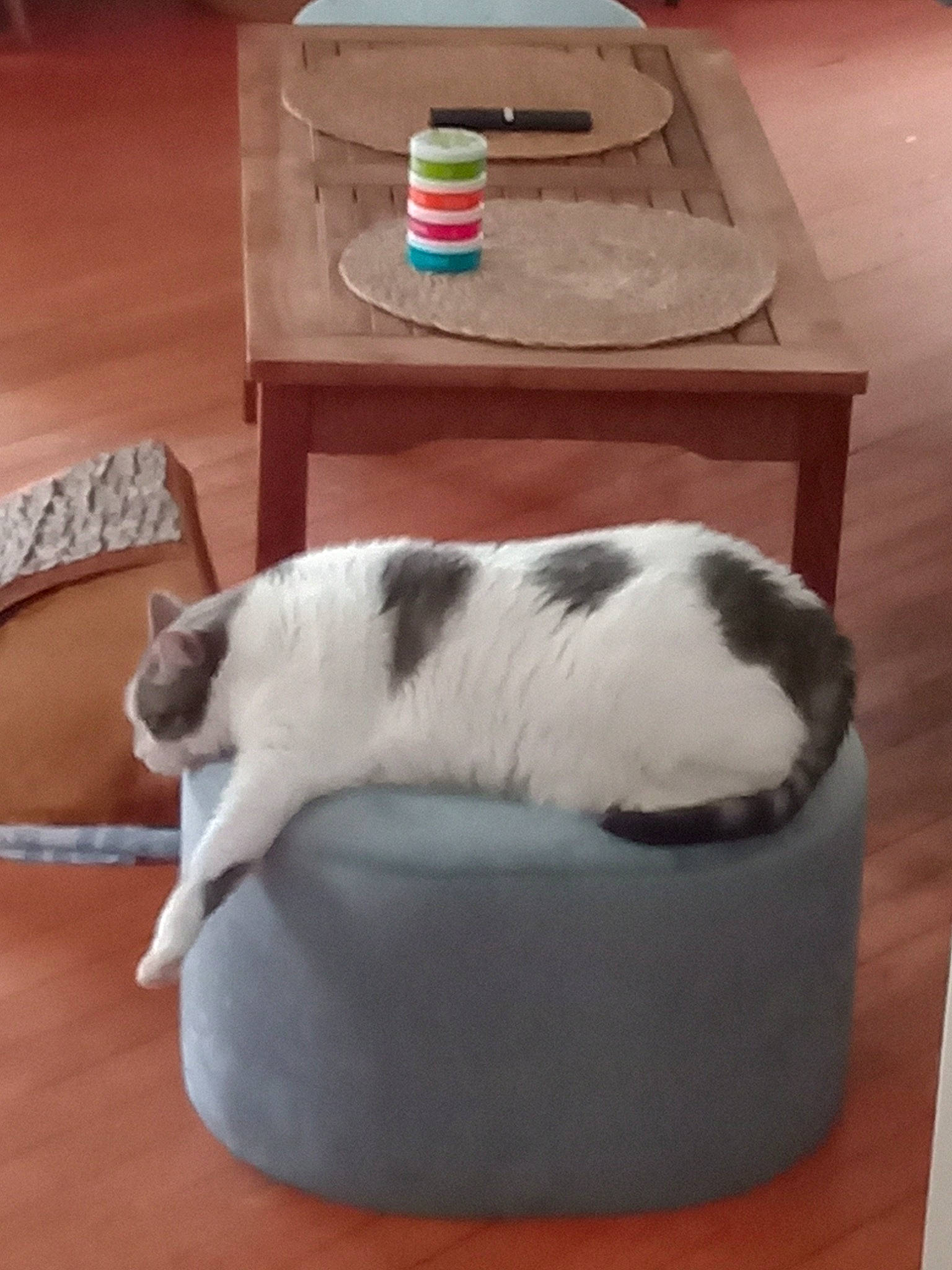 Caline a rejoint le concours — aidez-le/la à gagner de superbes lots ! carnivore, cat, comfort, companion_dog, desk, felidae, flooring, fur, furniture, hardwood, outdoor_furniture, platter, rectangle, room, small_to_medium_sized_cats, table, tail, whiskers, wood, wood_flooring