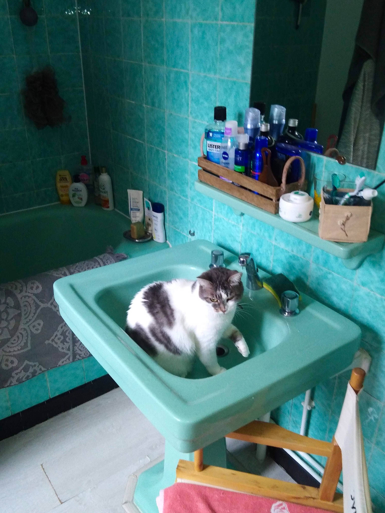 Caline participe au concours pour gagner de l'argent avec cette photo : bathroom, blue, bottle, carnivore, cat, cat_supply, comfort, companion_dog, felidae, flooring, fur, mammal, plumbing, plumbing_fixture, room, sink, small_to_medium_sized_cats, tail, tap, whiskers