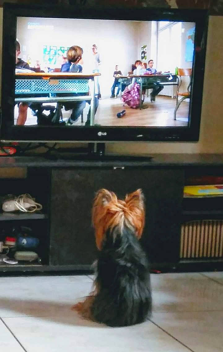 Baïka participe au concours pour gagner de l'argent avec cette photo : canidae, carnivore, cat, companion_dog, dog, electronic_device, flat_panel_display, furniture, media, room, small_terrier, technology, television, terrier, toy_dog, yorkshire_terrier