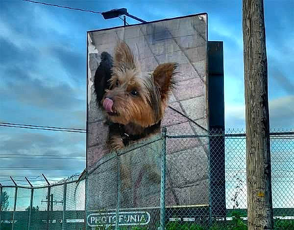 Baïka a rejoint le concours — aidez-le/la à gagner de superbes lots ! australian_terrier, cage, cairn_terrier, canidae, carnivore, companion_dog, dog, dog_breed, morkie, norwich_terrier, rare_breed_dog, small_terrier, terrier, toy_dog, yorkshire_terrier