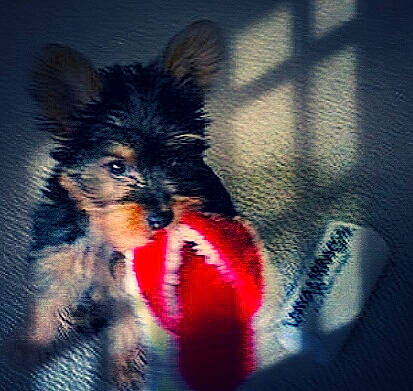 Baïka participe au concours pour gagner de l'argent avec cette photo : australian_silky_terrier, australian_terrier, biewer_terrier, cairn_terrier, canidae, carnivore, companion_dog, dog, dog_breed, norwich_terrier, puppy, rare_breed_dog, small_terrier, terrier, toy_dog, yorkshire_terrier