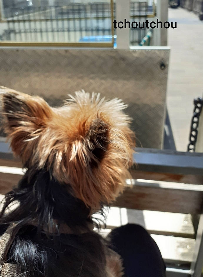 Baïka a rejoint le concours — aidez-le/la à gagner de superbes lots ! australian_terrier, cairn_terrier, canidae, carnivore, companion_dog, dog, dog_breed, ear, fawn, fur, liver, small_terrier, terrier, toy_dog, yorkshire_terrier