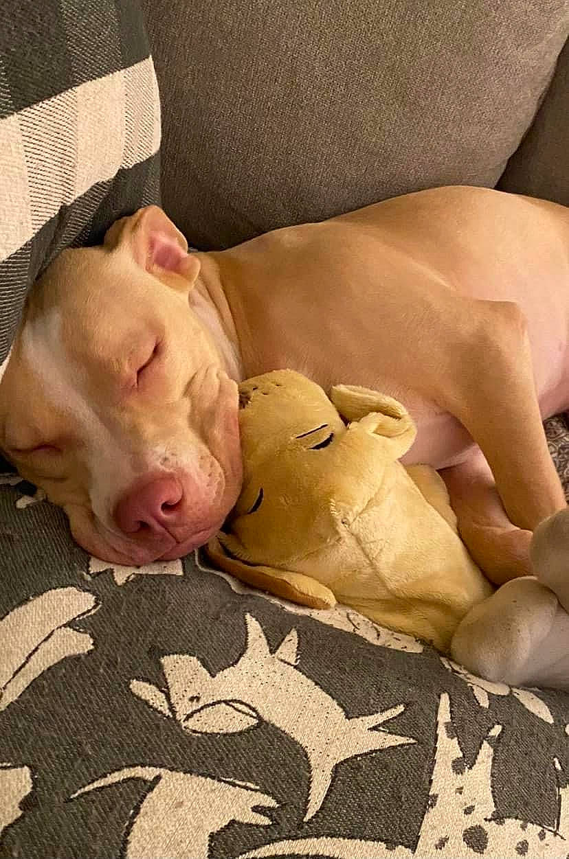 Benny joined the competition — help win amazing prizes! abdomen, art, barechested, canidae, carnivore, chest, child, comfort, companion_dog, dog, dog_breed, fawn, flooring, fur, human_leg, linens, snout, toy, trunk, whiskers